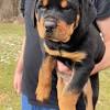 Rottweiler puppies ready for good home will be ten weeks old, pets only. Https Encrypted Tbn0 Gstatic Com Images Q Tbn And9gctffo7ia9gc Jlwdxhrl55uqubguazw3utxpac Uxsoyk Duc5 Usqp Cau