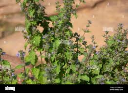 Image result for Mesosphaerum suaveolens