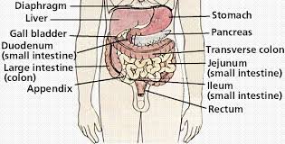 The Digestive System