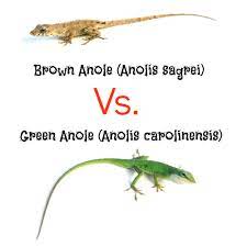 Green Anole Vs Brown Anole