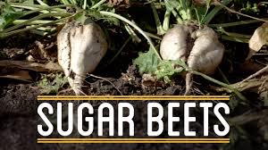 Find out my favorite brand of cane sugar that you can buy even at aldi. Sugar Beets How To Make Everything Thanksgiving Dinner 2 5 Youtube