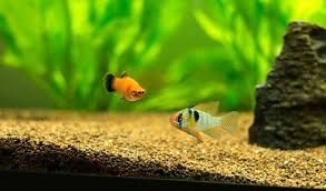 Male Or Female Guppy??? | Fish Forums