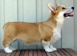 Check spelling or type a new query. Welsh Corgi News Breeding Bob Tailed Pembroke Corgis