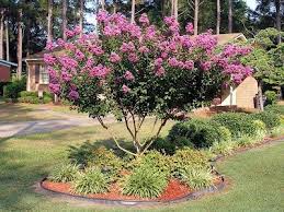 Selma Daily Photo July 2007 Front Yard Landscaping Florida Landscaping Flowering Trees