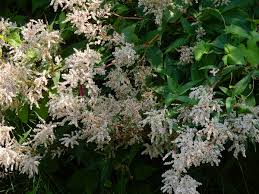 Image result for Vangueria proschii