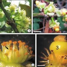 Image result for Garcinia pachyclada