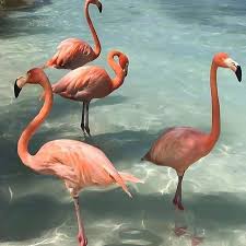 Download and use 41 webex wallpapers for free. Inspiration Instainspiration Flamingo Beach Aesthetic Flamingo Beach