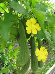Image result for Luffa