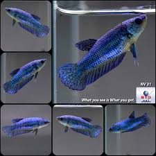 Betta Fish Betta Fish For Sales Bettafish Live Betta Fish Female Solid Blue Hmpk Nv31 From Thailand 9 50 0 Bids End Date We Betta Fish Betta Fish Pet