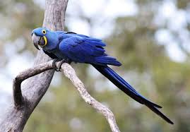 Tarian yang gerakannya menggabungkan unsur silat, wayang golek dan ketuk tilu ini diciptakan oleh seniman jawa barat, h. Suara 10 Jenis Burung Macaw Yang Hampir Punah Gambar Pakan