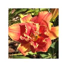 Image result for Hemerocallis `Moses Fire`