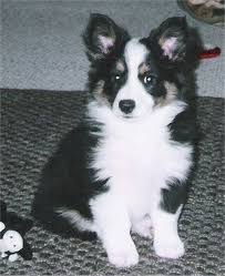 Australian Shepherd Corgi Mix Black And White Doc The Augi Aussie Corgi Hybrid At 2 Months Old Corgi Australian Shepherd Mix Corgi Dog Breed Corgi Aussie Mix