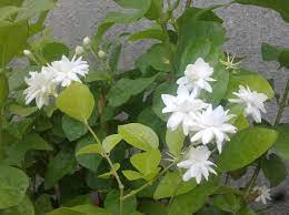 Arabian Jasmine Growing And Caring Tips Morflora Arabian Jasmine Jasmine Plant Fragrant Flowers