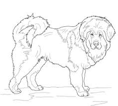 Tibetan Mastiff Coloring Page From Dogs Category Select From 20946 Printable Crafts Of Cartoons Natu Dog Coloring Page Dog Coloring Book Puppy Coloring Pages
