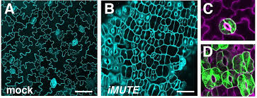 May 07, 2018 · in summary, stomata play a vital role in plant development, by regulating gas exchange with the atmosphere and controlling transpiration. Stomata The Plant Pores That Give Us Life Arise Thanks To A Gene Called Mute Scientists Report