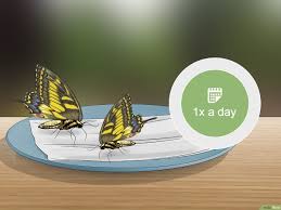 En effet, les chenilles sont dotées de mandibules qui leur permettent de. 3 Manieres De Nourrir Des Papillons Wikihow