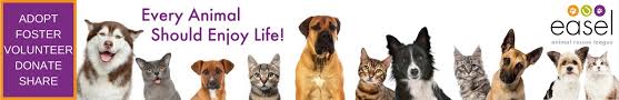 Minnesota bengal cat rescue group directory. Easel Animal Rescue League Linkedin
