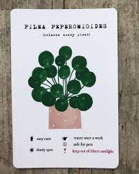 Kristina Kemenikova Kbbf On Instagram Pilea Card Listed On Etsy Plant Plants Houseplants Plantsofinst Plant Care Houseplant Plant Care Plant Labels