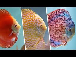 diskus farbschlage von europadiscuscenter discus color strains of europadiscuscenter