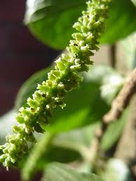 Image result for Antidesma venosum