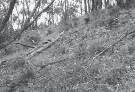 Image result for Sebaea brachyphylla