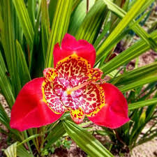 Image result for Pavonia