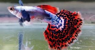 Chilli Platinum Mosaic Guppy Pair Youtube Guppy Guppy Fish Oscar Fish