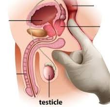 The prostate differs considerably between species anatomically, chemically, and physiologically. 17 Massage Ideas Prostate Milking Prostate Massage Massage