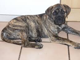 We have a male bull mastiff x staffy for sale he's on pets4homes listed for 500 great with kids but probably best to be. Bullmastiff Puppy For Sale Llanelli Carmarthenshire Pets4homes