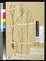 Image result for Panicum graciliflorum