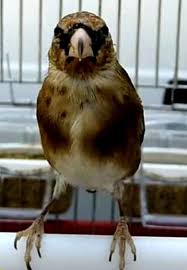 La Star Du Chant D Oiseaux نجم الطيور المغردة Le Chardonneret Le Plus Beau Oiseau الحسون أجمل طير ماشاء الله Https Www You Jilguero Aves