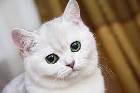Banyak yang menganggap bahwa mimpi adalah bunga tidur, tetapi tidak sedikit juga yang percaya bahwa dibalik mimpi tersimpan suatu arti. Makna Tentang Kucing Melihat Kucing Dalam Mimpi Bermimpi Banyak Kucing