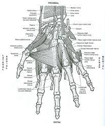 Netters anatomy coloring book unique anatomy bathroom ideas : Anatomy Coloring Book Pdf Beautiful Greys Anatomy Coloring Pages Best Veterinary Cat Canine Pdf Anatomy Coloring Book Anatomy Coloring Pages Anatomy Images