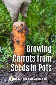 Growing Carrots From Seed In Containers Pots Growing Carrots From Seed Growing Carrots Growing