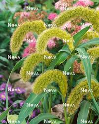 Image result for Lessertia macrostachya