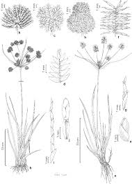 Image result for Cyperus cuspidatus