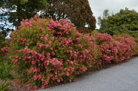 Image result for Callistemon