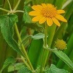 Image result for Aspilia pluriseta