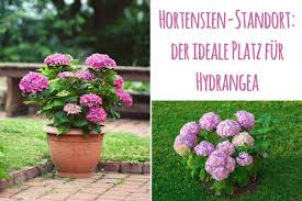 Check spelling or type a new query. Sonne Oder Schatten Diesen Standort Lieben Hortensien Gartenlexikon De