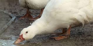 On l'appelle aussi grippe a. Video Grippe Aviaire H5n1 H5n8 Quelles Differences