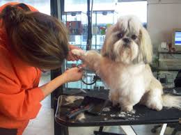 La modificación de conducta debe llevarse a cabo en el lugar donde se produce, en el entorno del perro. Peluqueria Canina Cerca De Mi Casa