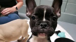 Dachshund puppies for sale in usa, look at pictures of sweetest dachshund puppies, available for adoption with discount. 10 French Bulldogs Stolen From Ohio Found In Ottawa County Wwmt