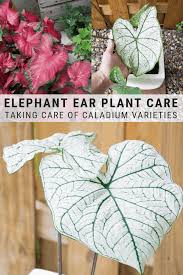 Elephant Ear Plant Care Guide Growing Colocasia Alocasia And More Elephant Ear Plant Elephant Ear Plant Indoor Plant Care