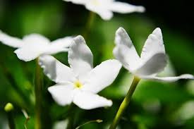 Pin On Flower Jasmine My Love