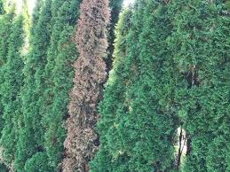 Ich habe auch das problem, dass meine thujen nun im herbst plötzlich von innen heraus hellgrün/gelb bzw. Thuja Sterben Was Tun Garten Ch