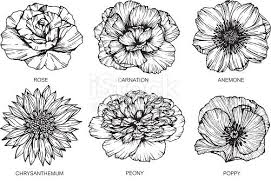 Anemone Flower Tattoo Black And White Collection Of Flowers Drawing And Sketch With Line Art On White In 2020 Flower Drawing Flower Tattoo Drawings Flower Tattoo Shoulder