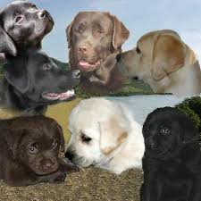 Chiens Labrador Chocolat Jaune Noir Chien Labrador Eleveur De Chien Et Labrador