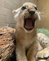 Fresno Chaffee Zoo added a new photo.