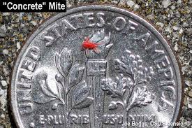 Check spelling or type a new query. Concrete Mites Are Out Look Before You Sit Bygl