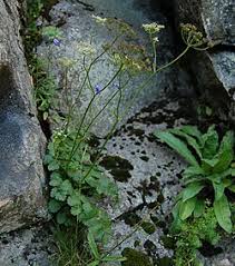 Image result for Pimpinella ledermannii